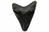 Juvenile Megalodon Tooth - South Carolina #340745-1